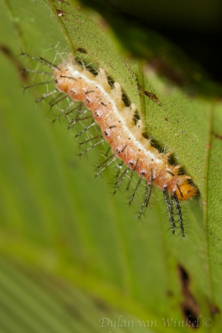 Lepidopteran larvae